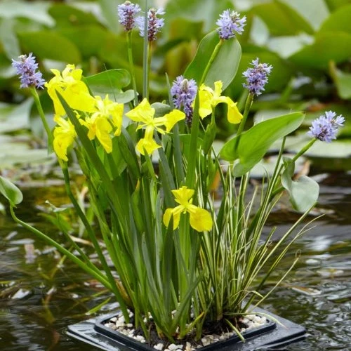 Anneau de flottaison