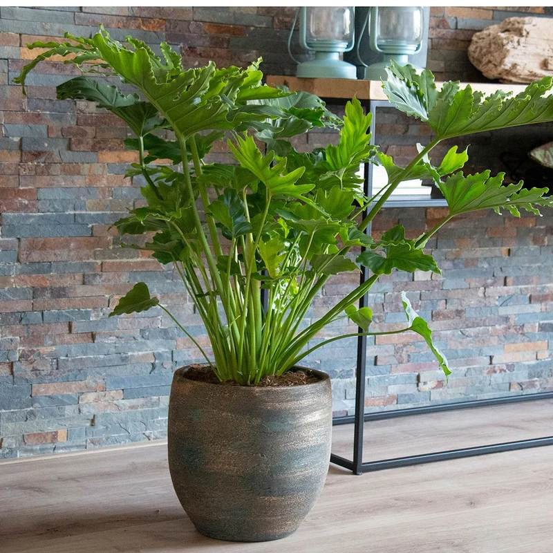 Philodendron Monstera Shangri La