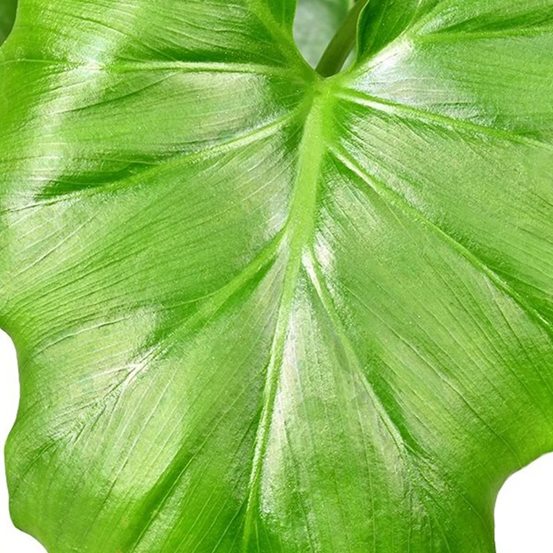Philodendron Monstera Shangri La