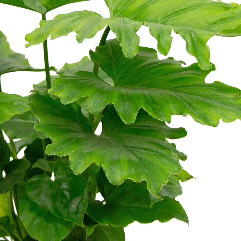 Philodendron Monstera Shangri La