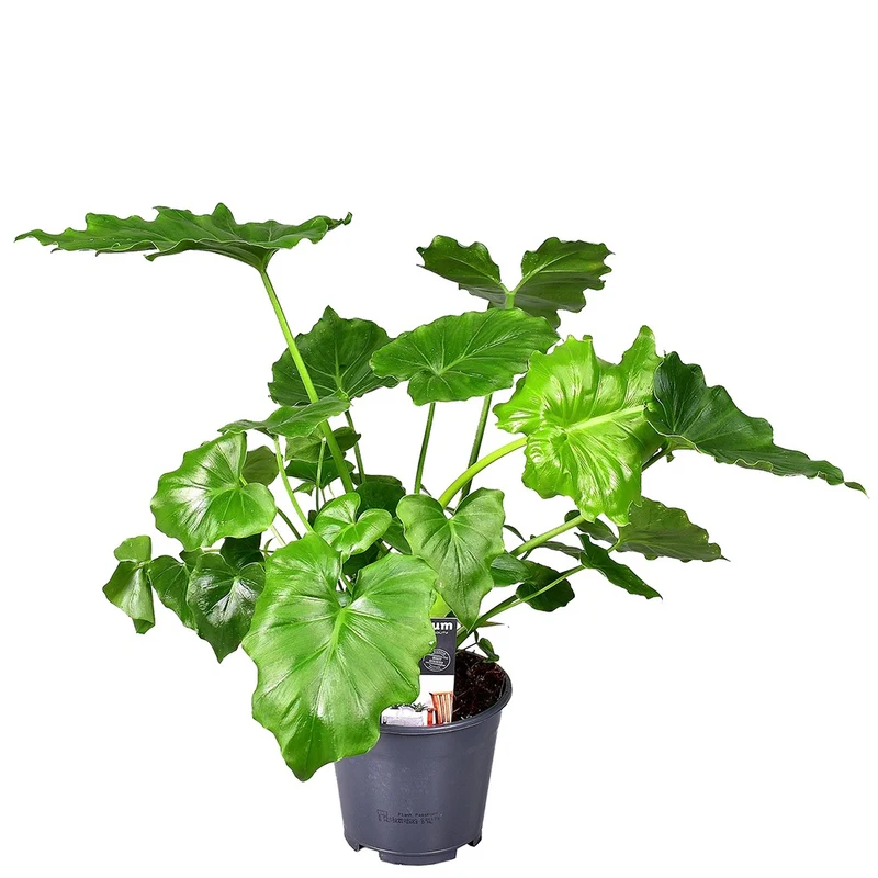 Philodendron Monstera Shangri La