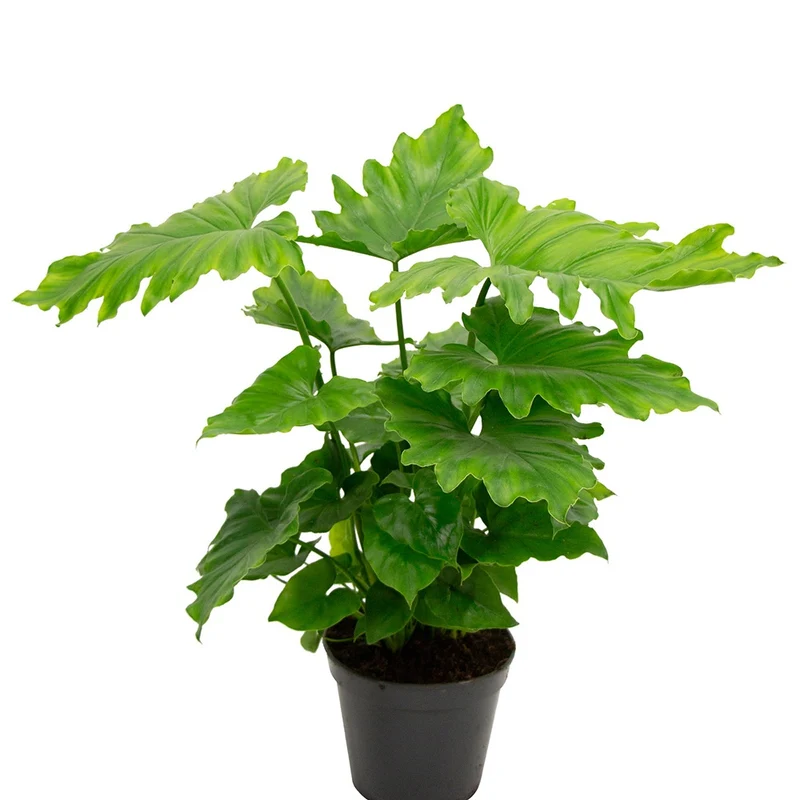 Philodendron Monstera Shangri La