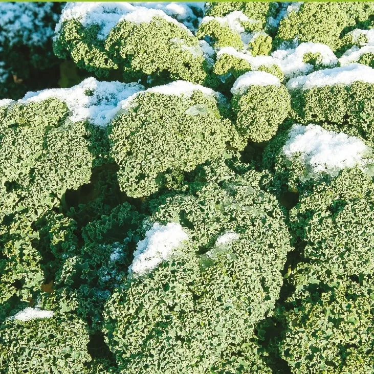 Chou frisé d'hiver demi nain Westlandse Winter Bio