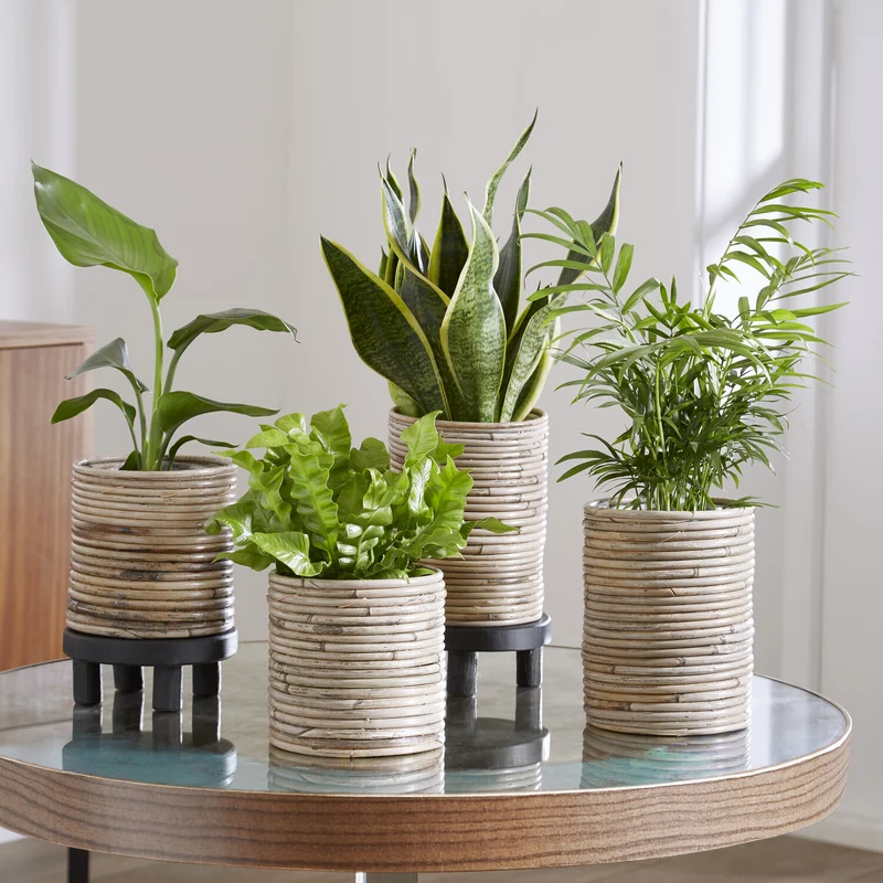 Collection de 4 plantes d'intérieur vertes