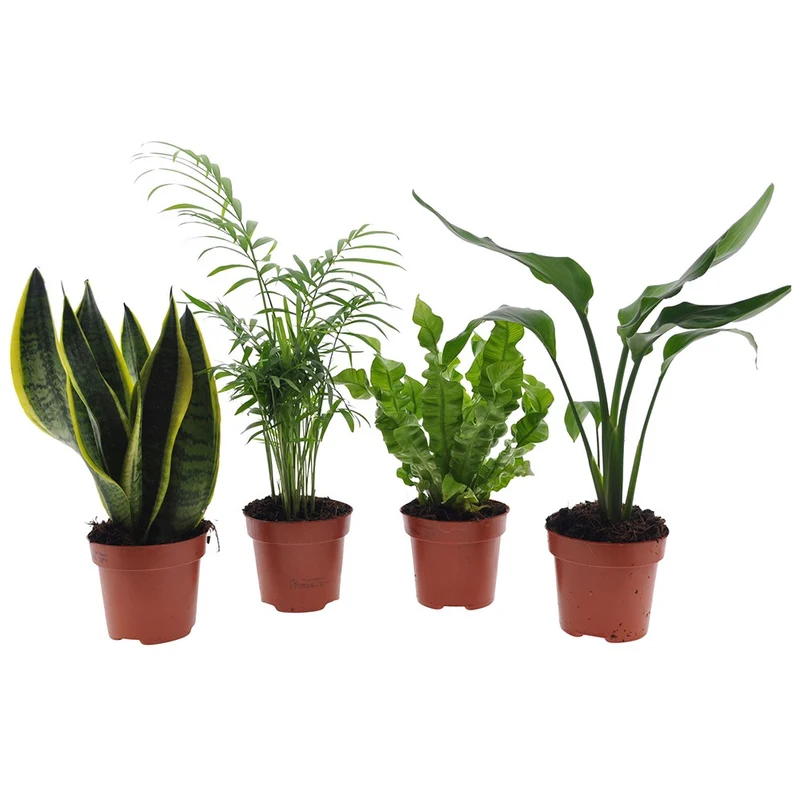 Collection de 4 plantes d'intérieur vertes