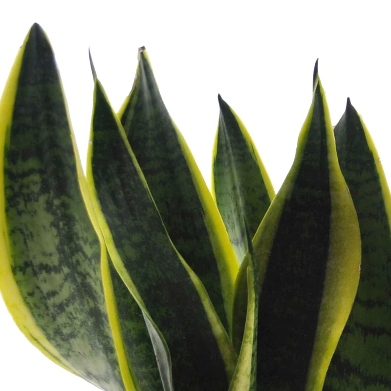 Collection de 4 plantes d'intérieur vertes