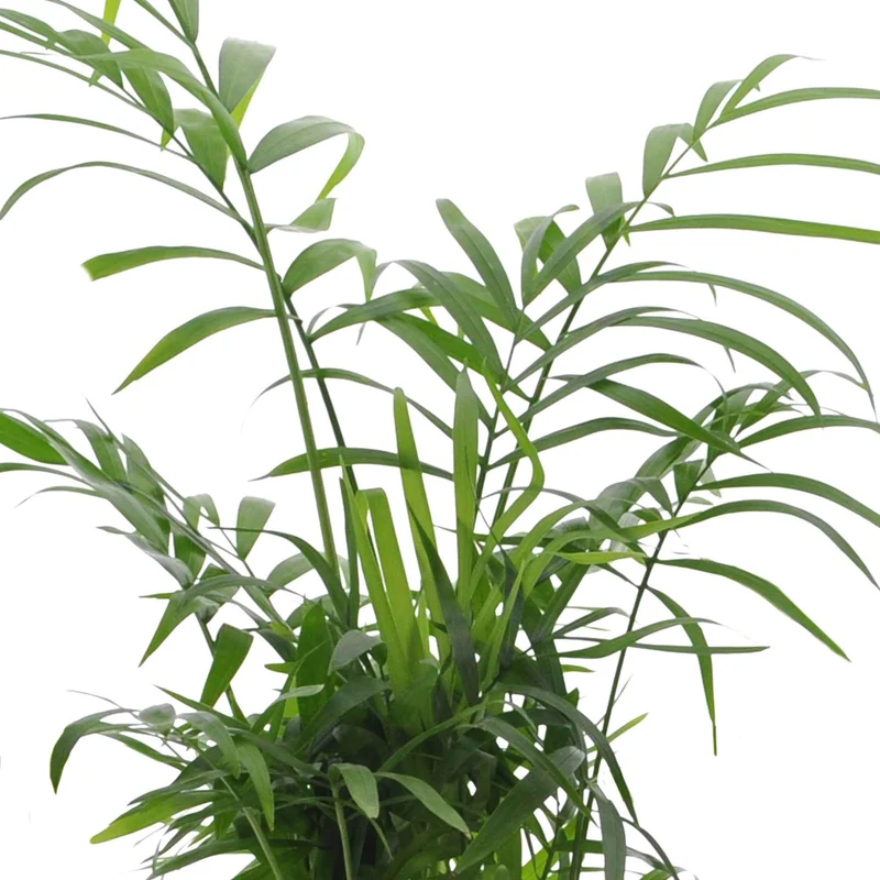 Collection de 4 plantes d'intérieur vertes