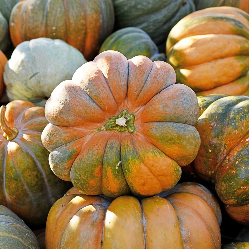 Courge Musquée de Provence Bio