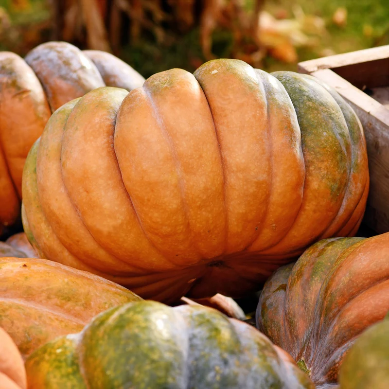 Courge Musquée de Provence Bio