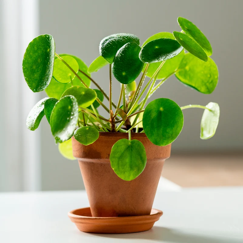 Pilea peperomioides