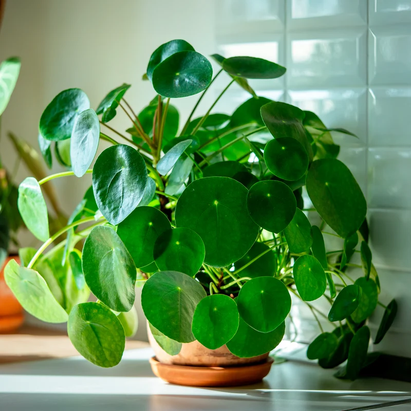 Pilea peperomioides