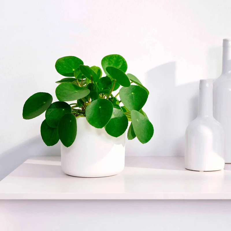Pilea peperomioides