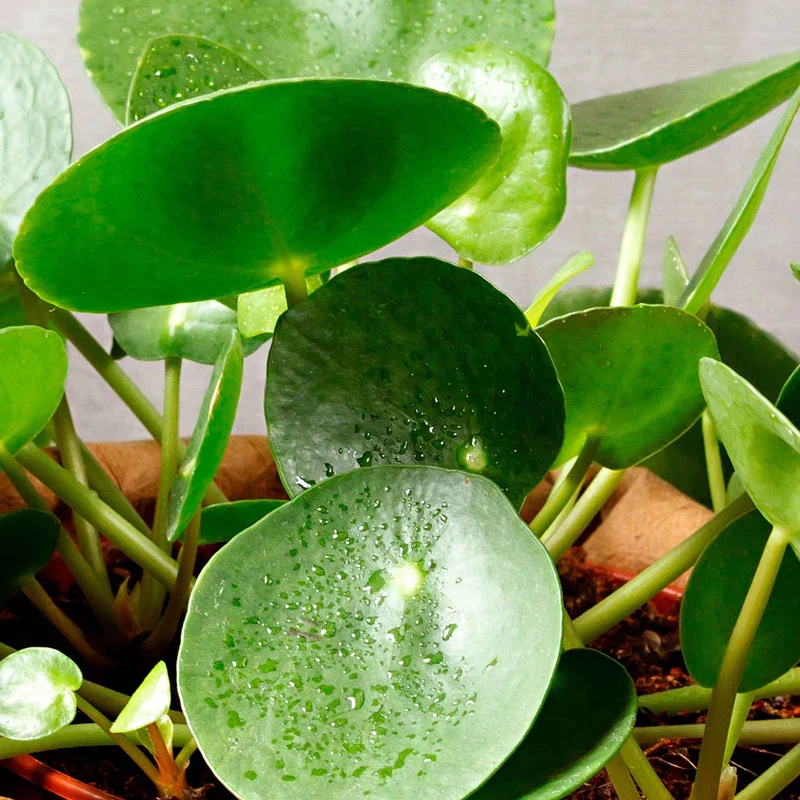 Pilea peperomioides