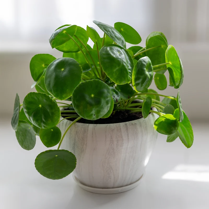 Pilea peperomioides