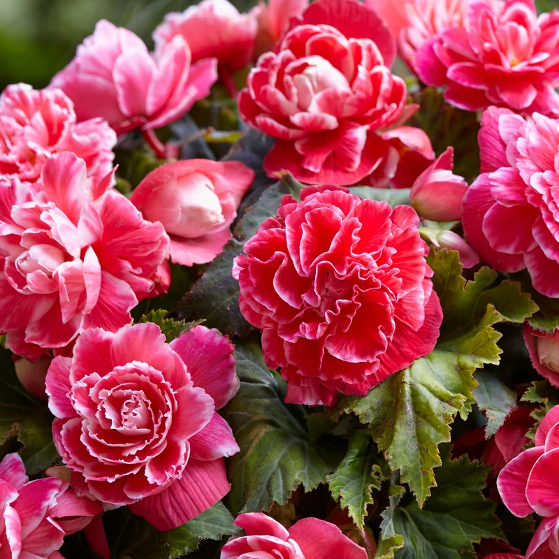 5 Bégonias à fleurs de Camélia