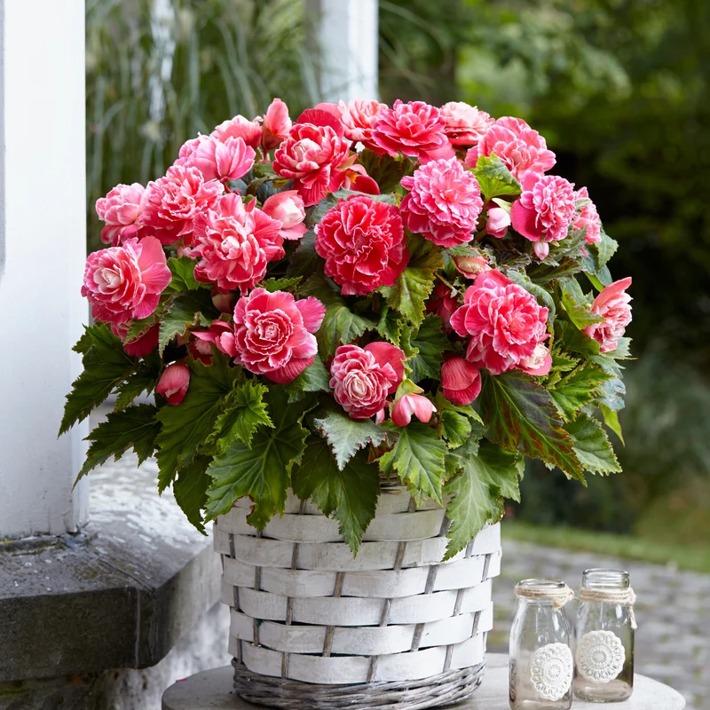 5 Bégonias à fleurs de Camélia
