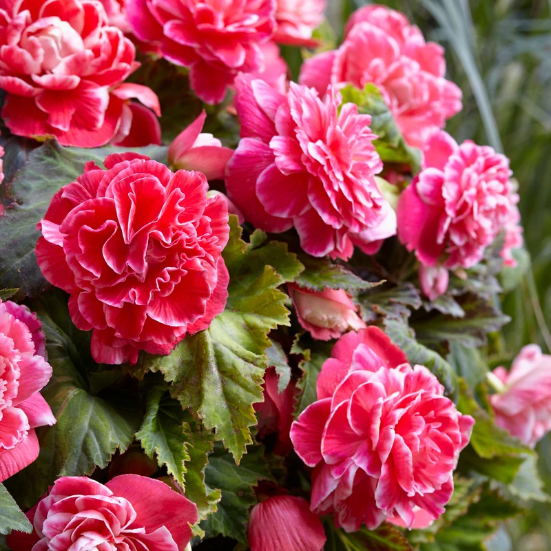 5 Bégonias à fleurs de Camélia