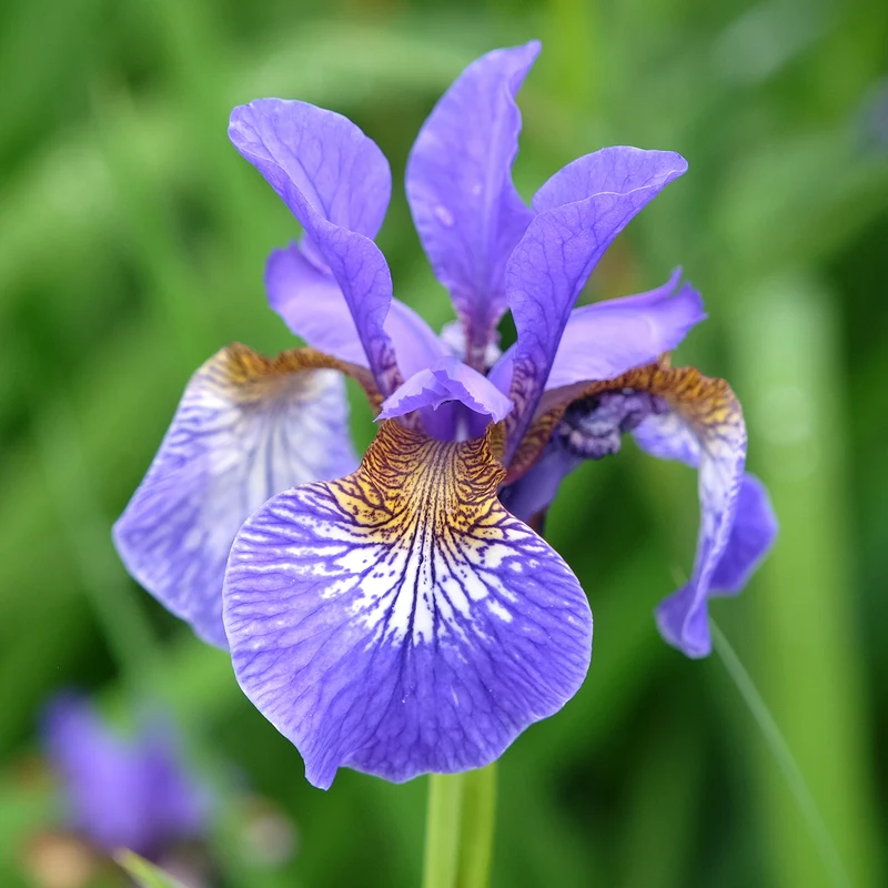 Iris de Sibérie