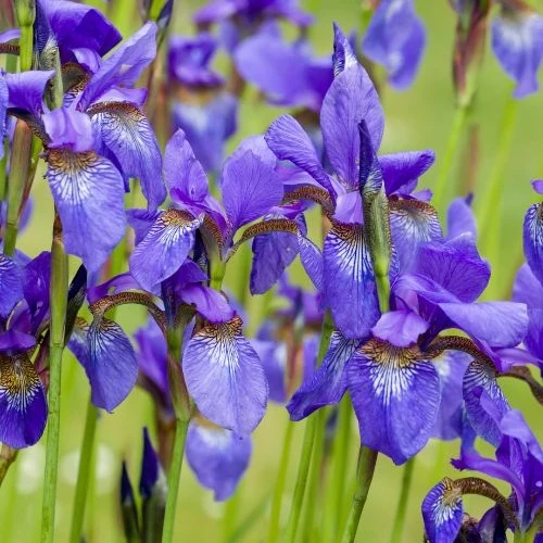 Iris de Sibérie