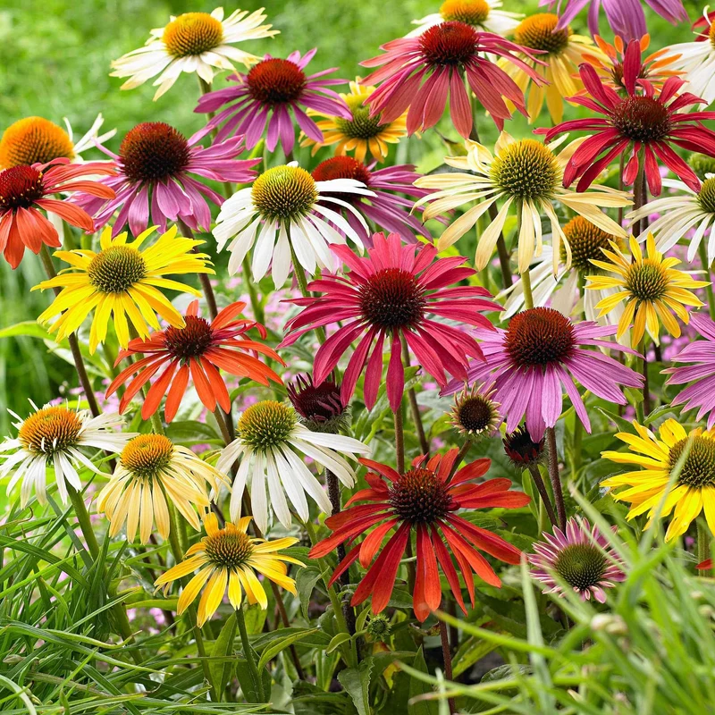 10 Rudbeckias et Echinacées en mélange