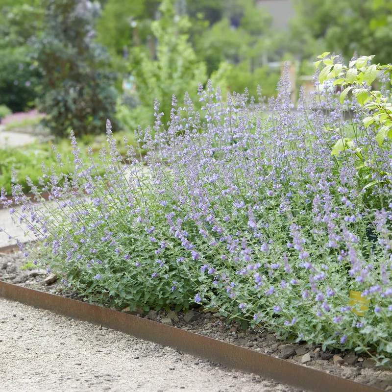 Nepeta Walker's Low