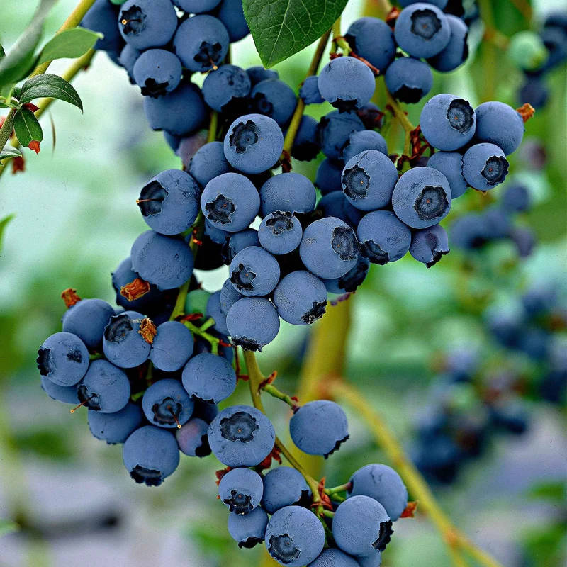 Myrtillier Little Blue Wonder