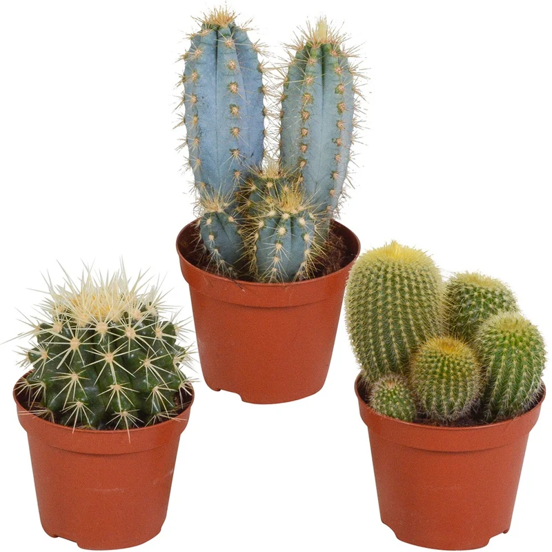 Mélange de 3 cactus