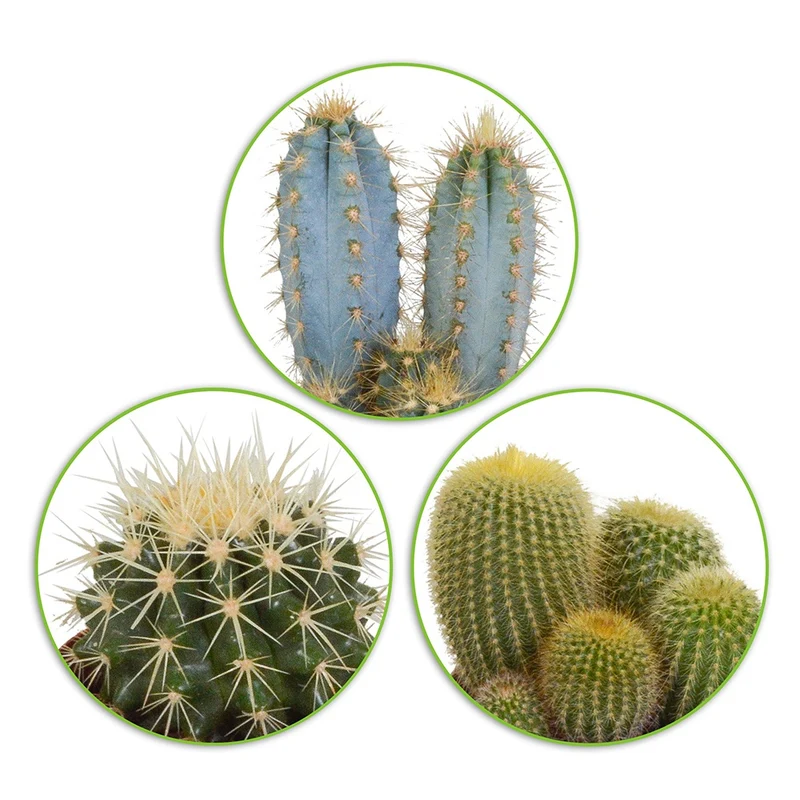 Mélange de 3 cactus
