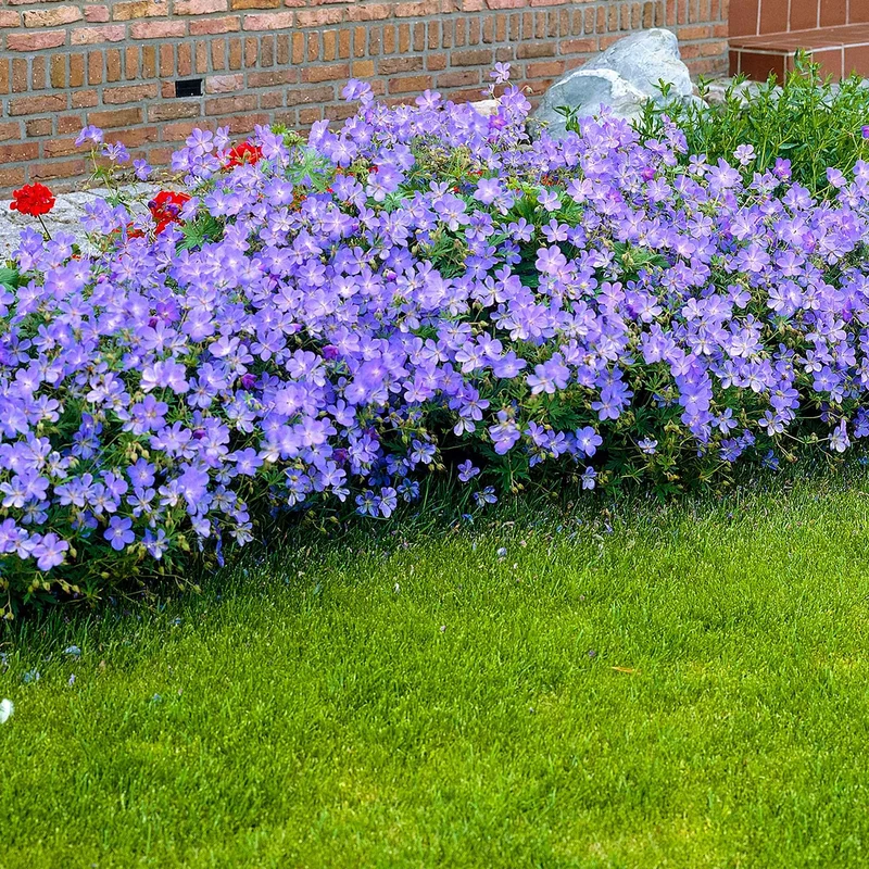 Géranium vivace Johnson's Blue