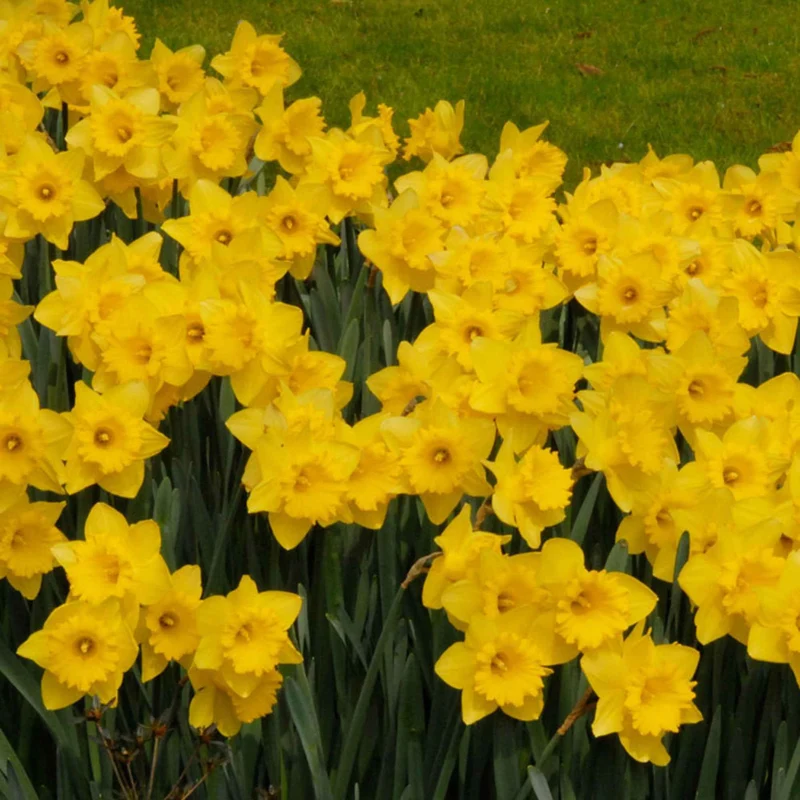 5 Narcisses Dutch Master