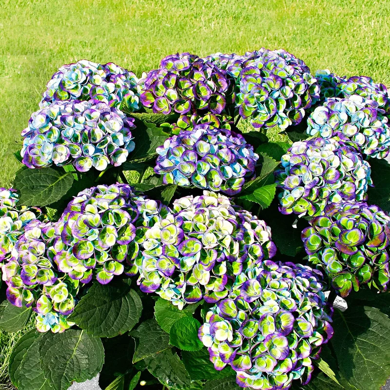Hortensia Revolution Blue