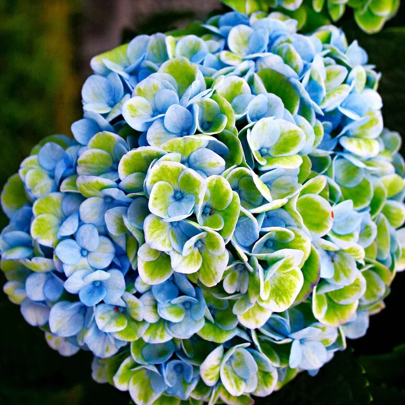 Hortensia Revolution Blue