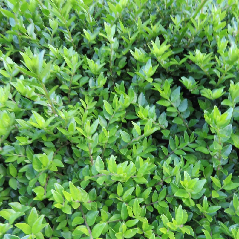 Chèvrefeuille à feuilles de buis Maigruen