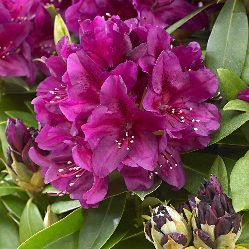 Rhododendron Polarnacht