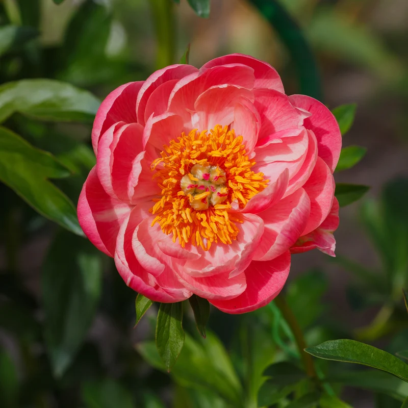Pivoine Corail