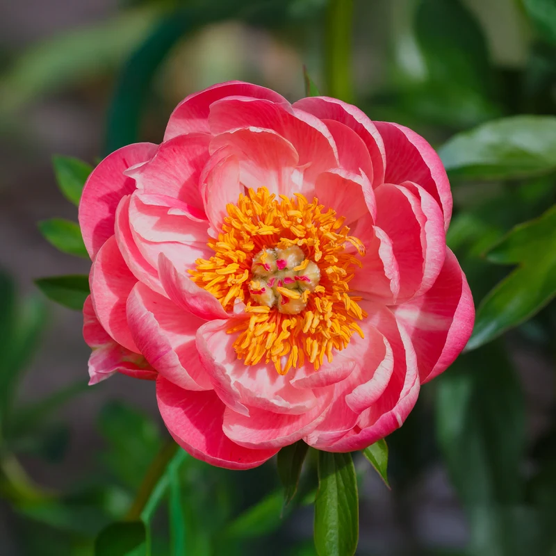 Pivoine Corail