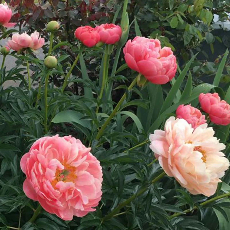 Pivoine Corail