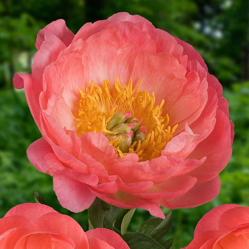 Pivoine Corail