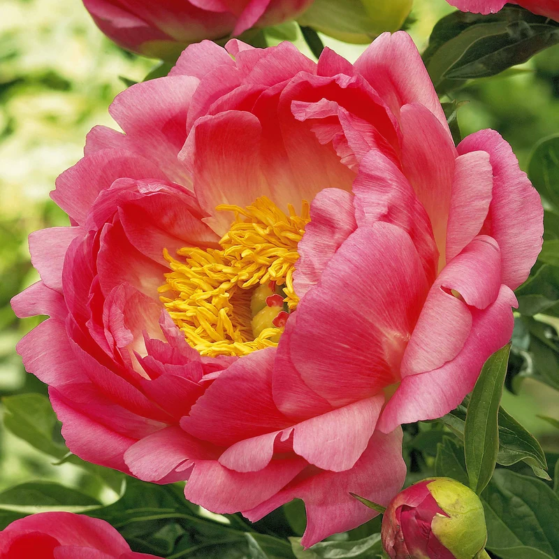Pivoine Corail