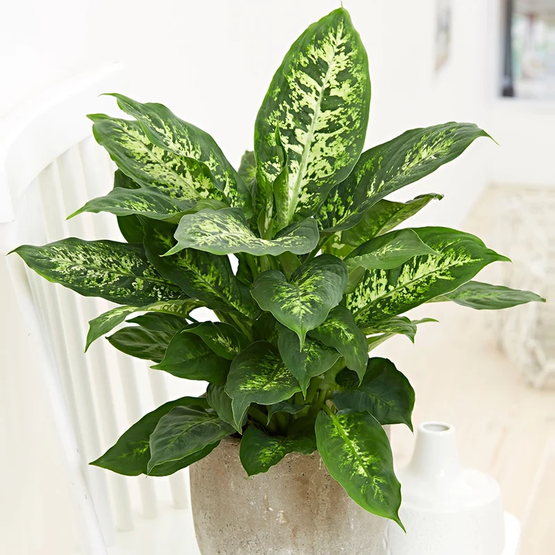 Dieffenbachia Compacta