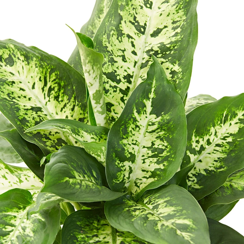 Dieffenbachia Compacta