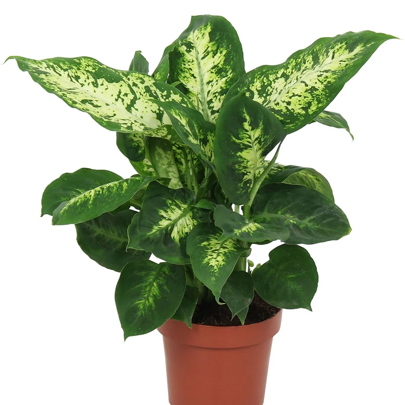Dieffenbachia Compacta