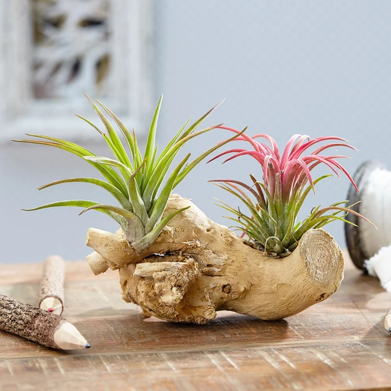 Tillandsia sur bois