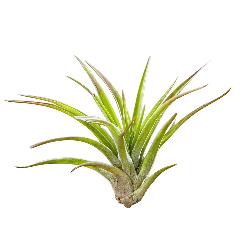 Tillandsia sur bois