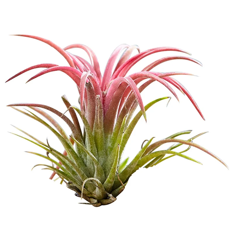 Tillandsia sur bois