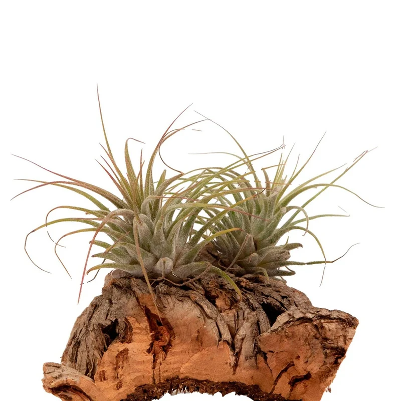 Tillandsia sur bois