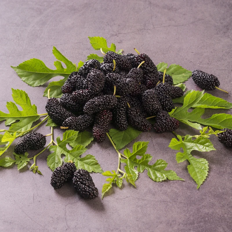 Mûrier de Corée Mulle