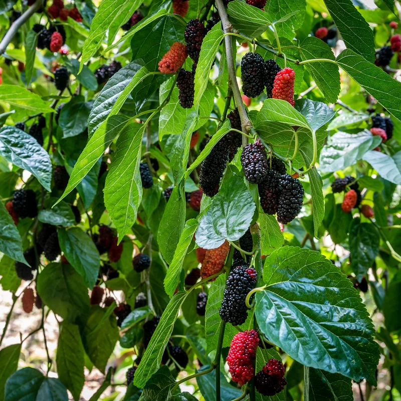 Mûrier de Corée Mulle