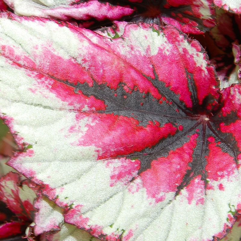 Bégonia Evening Glow