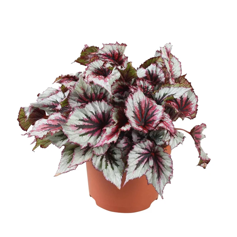 Bégonia Evening Glow